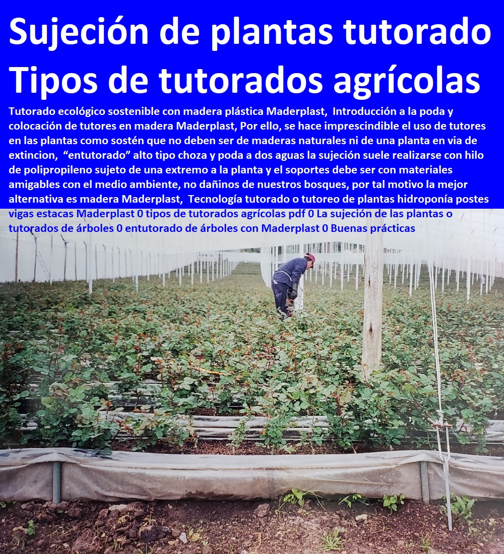 Tecnología tutorado o tutoreo de plantas hidroponía postes vigas estacas Maderplast 0 tipos de tutorados agrícolas pdf 0 La sujeción de las plantas o tutorados de árboles 0 entutorado de árboles con Maderplast 0 Buenas prácticas Tecnología tutorado o tutoreo de plantas hidroponía postes HIDROPONÍA, AGRICULTURA, COSECHA, POSCOSECHA, Tutores para Flores cable vía Bananas Aromáticas, Cultivos Tecnificados, Invernaderos, Semilleros, Bancos De Siembra, vigas estacas Maderplast 0 tipos de tutorados agrícolas pdf 0 La sujeción de las plantas o tutorados de árboles 0 entutorado de árboles con Maderplast 0 Buenas prácticas